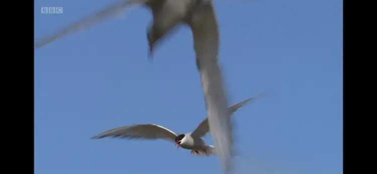 Arctic tern (Sterna paradisaea) as shown in Frozen Planet - Summer